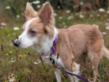 INDY -  Border Collie Dog for Adoption in Mckinleyville, California - INDY | PetCurious