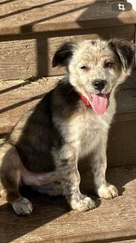 Australian Cattle Dog Blue Heeler Dogs Available for Adoption in South Hempstead, New York - Preston | PetCurious
