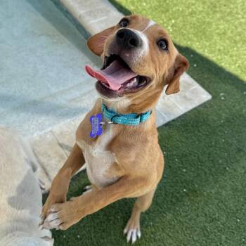 Joe -  Mixed Breed Dog for Adoption in Englewood, Florida - Joe | PetCurious