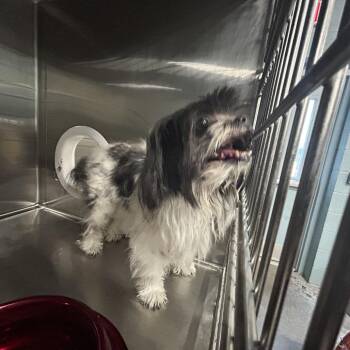 Wednesday -  Shih Tzu Dog for Adoption in Greensboro, North Carolina - Wednesday | PetCurious