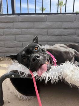 Cane Corso Dogs Available for Adoption in Glendale, Arizona - Daisy | PetCurious