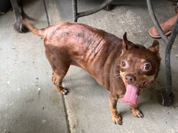 Rescue Chihuahua and Miniature Pinscher Dogs for Adoption in Augusta, Georgia - Chick Pee | PetCurious