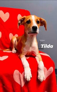 Tilda -  Boxer Dog for Adoption in Lacona, New York - Tilda | PetCurious