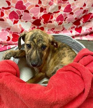 Labrador Retriever and Black Mouth Cur Dogs Available for Adoption - TRIXIE | PetCurious