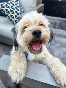 Buttercup -  Havanese Dog for Adoption in Las Vegas, Nevada - Buttercup | PetCurious