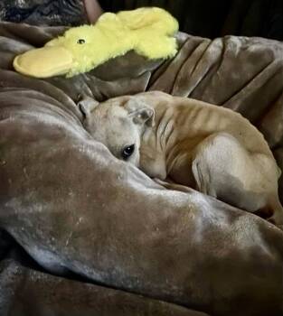Scout -  Black Mouth Cur and American Staffordshire Terrier Dog for Adoption in Holly Springs, North Carolina - Scout | PetCurious