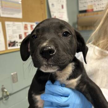 Labrador Retriever Dogs Available for Adoption in Greenville, South Carolina - Yancey | PetCurious
