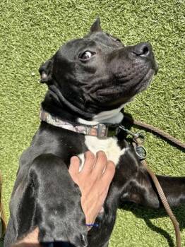 Mixed Breed Dogs Available for Adoption in Wichita, Kansas - Keto | PetCurious