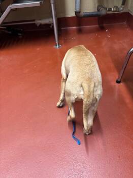 Rumi -  Mixed Breed Dog for Adoption in Douglasville, Georgia - Rumi | PetCurious