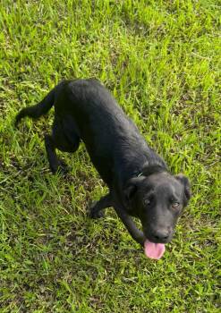 Anakin -  Mixed Breed Dog for Adoption in Northwood, New Hampshire - Anakin | PetCurious