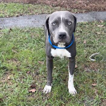Bubbles -  Pit Bull Terrier Dog for Adoption in Valdosta, Georgia - Bubbles | PetCurious