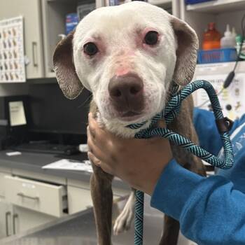 Mixed Breed Dogs Available for Adoption in Matteson, Illinois - Birdie | PetCurious