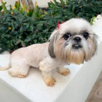 FIORI -  Shih Tzu Dog for Adoption in Santa Monica, California - FIORI | PetCurious