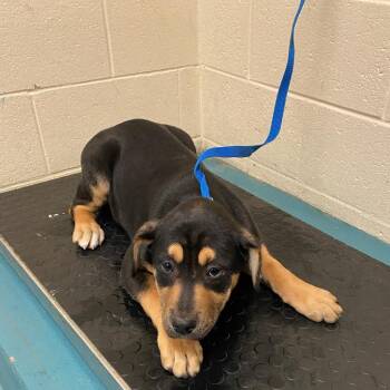 Shepherd and Hound Dogs Available for Adoption - Flory | PetCurious