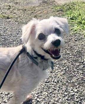 Rescue Maltese Dogs for Adoption in Bradford Woods, Pennsylvania - Denver | PetCurious
