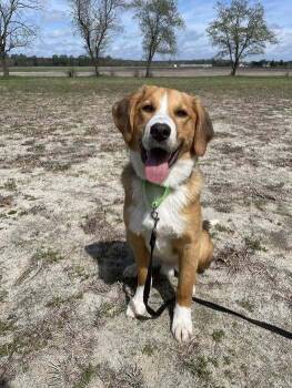 Hound Dogs Available for Adoption - Guppie Puppie | PetCurious