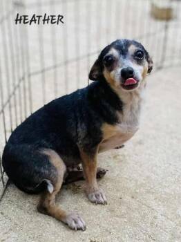 HEATHER -  Chihuahua Dog for Adoption - HEATHER | PetCurious