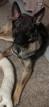 Luna -  German Shepherd Dog Dog for Adoption in Shingle Springs, California - Luna | PetCurious