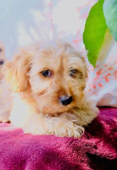 Reeces -  Schnoodle Dog for Adoption in San Diego, California - Reeces | PetCurious