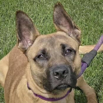 Rescue Belgian Shepherd Malinois and German Shepherd Dog Dogs for Adoption in Huntley, Illinois - Whiskey | PetCurious