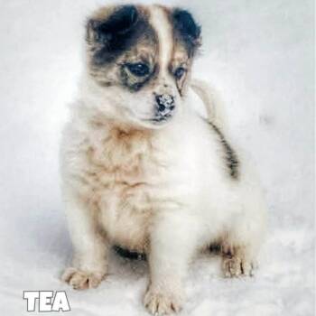 Husky and Shepherd Dogs Available for Adoption - Tea | PetCurious