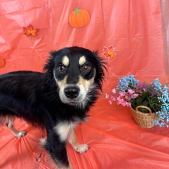 Chaos -  Terrier Dog for Adoption in Fresno, California - Chaos | PetCurious
