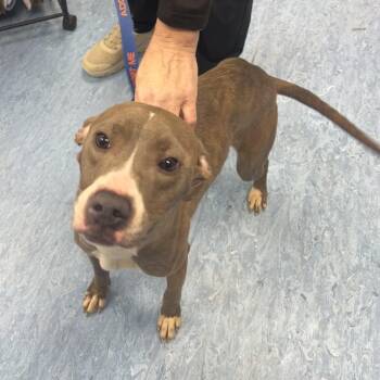 Mixed Breed Dogs Available for Adoption - Celsius | PetCurious