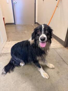 Australian Shepherd Dogs Available for Adoption in Ontario, California - BENTLEE | PetCurious