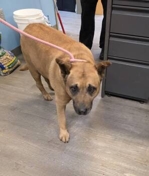 German Shepherd Dog Dogs Available for Adoption in Leavenworth, Kansas - 26-0170 "Chunk Norris" | PetCurious