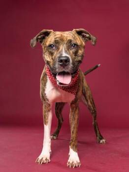 MAX -  Pit Bull Terrier and Mixed Breed Dog for Adoption in Atlanta, Georgia - MAX | PetCurious