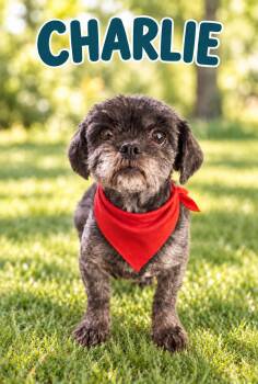 Charlie - OS -  Shih Tzu Dog for Adoption in Pataskala, Ohio - Charlie - OS | PetCurious