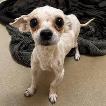 Lance -  Maltese Dog for Adoption in Austell, Georgia - Lance | PetCurious