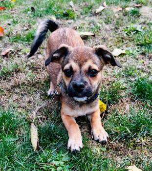 Rescue Pug Dogs for Adoption in Bothell, Washington - Wesley | PetCurious