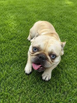 Dex 0160 -  French Bulldog Dog for Adoption in Waldorf, Maryland - Dex 0160 | PetCurious