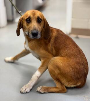 Treeing Walker Coonhound Dogs Available for Adoption - Travis | PetCurious