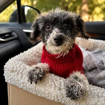 Justin -  Chihuahua Dog for Adoption in Las Vegas, Nevada - Justin | PetCurious