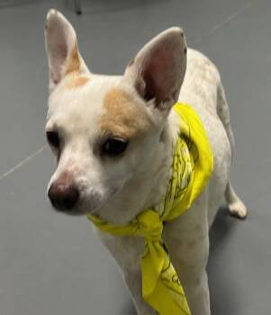 Chihuahua and Mixed Breed Dogs Available for Adoption in Hawk Point, Missouri - Queenie | PetCurious