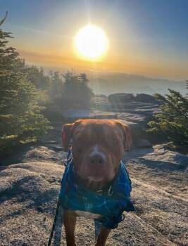 Pit Bull Terrier Dogs Available for Adoption in Peru, New York - Junior ***Courtesy Listing*** | PetCurious