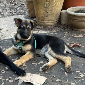 German Shepherd Dog Dogs Available for Adoption in Raleigh, North Carolina - Louise | PetCurious