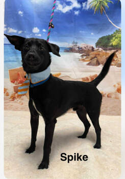 Rescue Terrier Dogs for Adoption in Elizabethtown, Pennsylvania - Spike | PetCurious