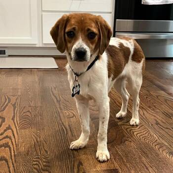 Hound Dogs Available for Adoption in Wake Forest, North Carolina - Kyle | PetCurious