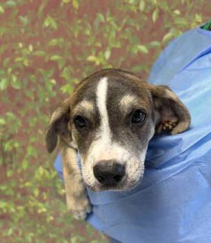 Daphne -  American Staffordshire Terrier and Mixed Breed Dog for Adoption in San Antonio, Texas - Daphne | PetCurious