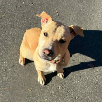 Rescue Labrador Retriever Dogs for Adoption in Concord, North Carolina - Tater Tot | PetCurious