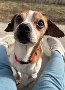 Beagle Dogs Available for Adoption - Jagger | PetCurious