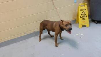 STANLEY -  Pit Bull Terrier Dog for Adoption in Tulsa, Oklahoma - STANLEY | PetCurious