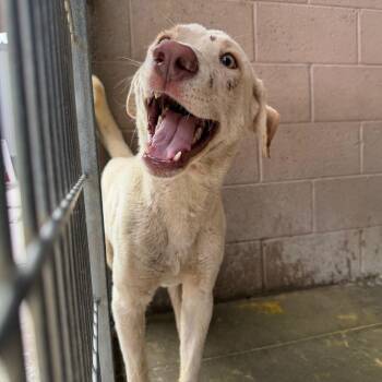 Deny -  Yellow Labrador Retriever Dog for Adoption in Yuma, Arizona - Deny | PetCurious