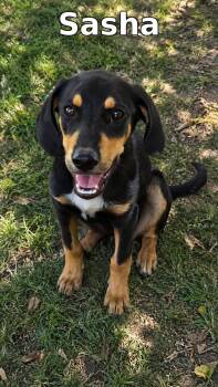 Sasha -  Mixed Breed Dog for Adoption in Rock Hill, New York - Sasha | PetCurious