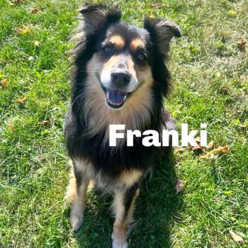 Franki 260762 -  Australian Shepherd and Mixed Breed Dog for Adoption in Gladstone, Michigan - Franki 260762 | PetCurious