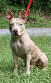 Patrick 44080 -  American Bulldog and Catahoula Leopard Dog Dog for Adoption in Prattville, Alabama - Patrick 44080 | PetCurious