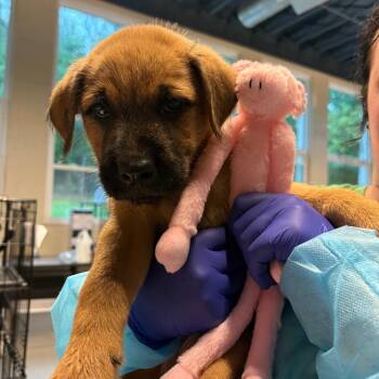 Cragen -  Mixed Breed Dog for Adoption in Huntington, West Virginia - Cragen | PetCurious